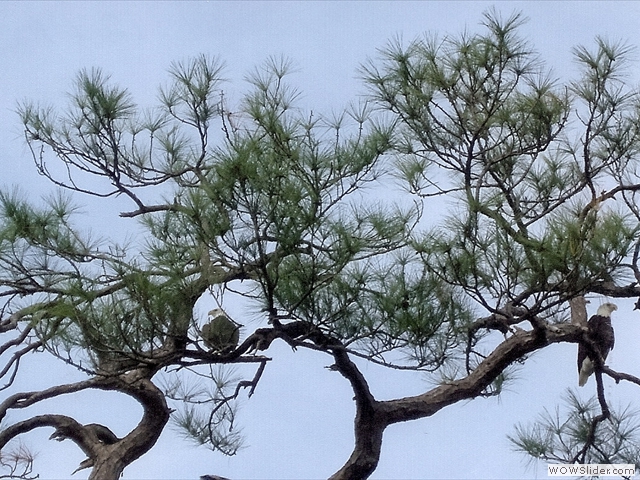 2eagles