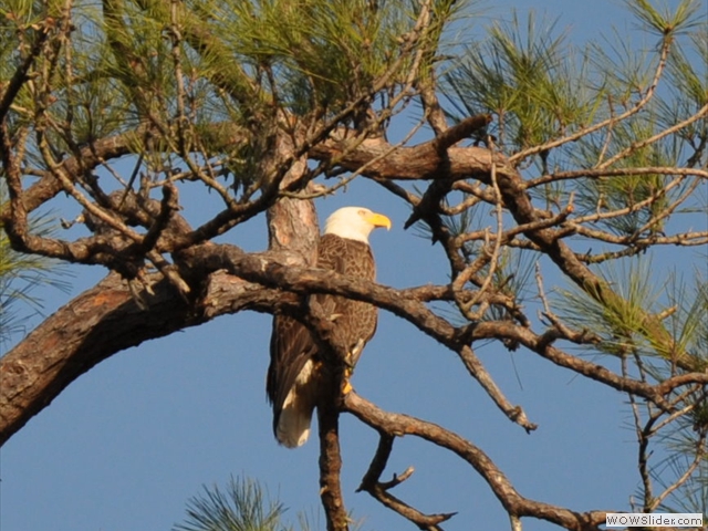 closeupEAGLE BRANCH