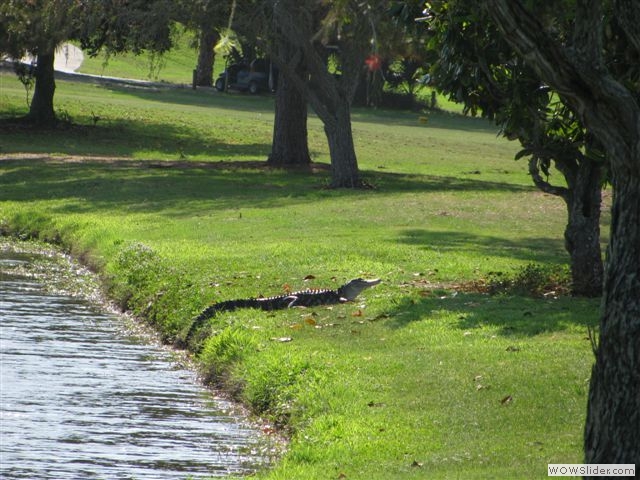 gator