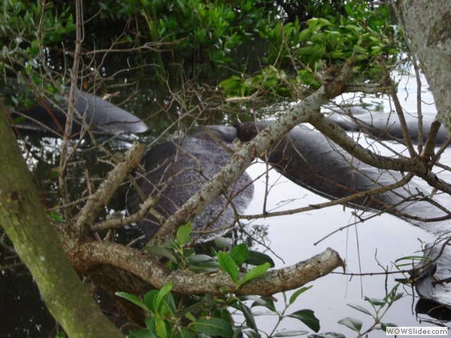 Manatee-Conservation Preservation area