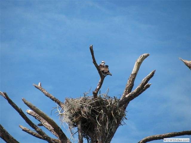 osprey
