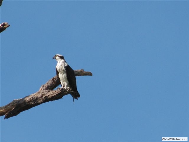 Osprey at 15th tee box