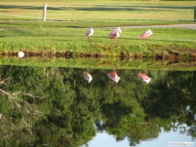 Rosy spoonbills near 2nd tee box