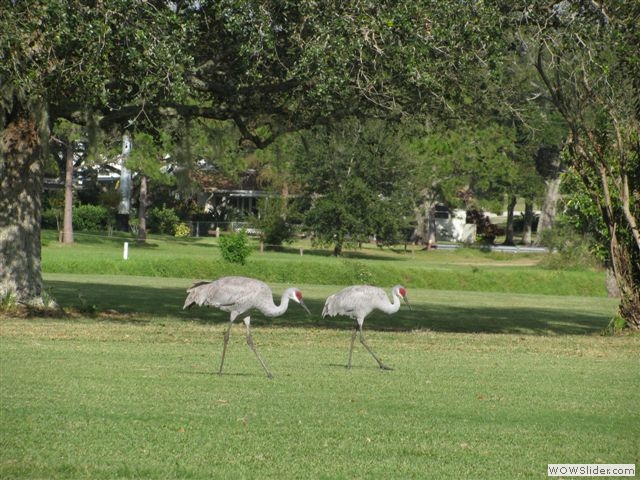 Sandhill cranes