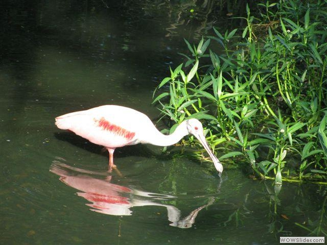 Tides birds3