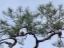 2eagles