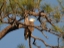closeupEAGLE BRANCH