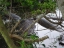Manatee-Conservation Preservation area