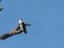 Osprey at 15th tee box