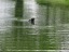 Otter playing at Tides
