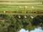 Rosy spoonbills near 2nd tee box
