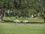 Sandhill cranes