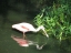 Tides birds3